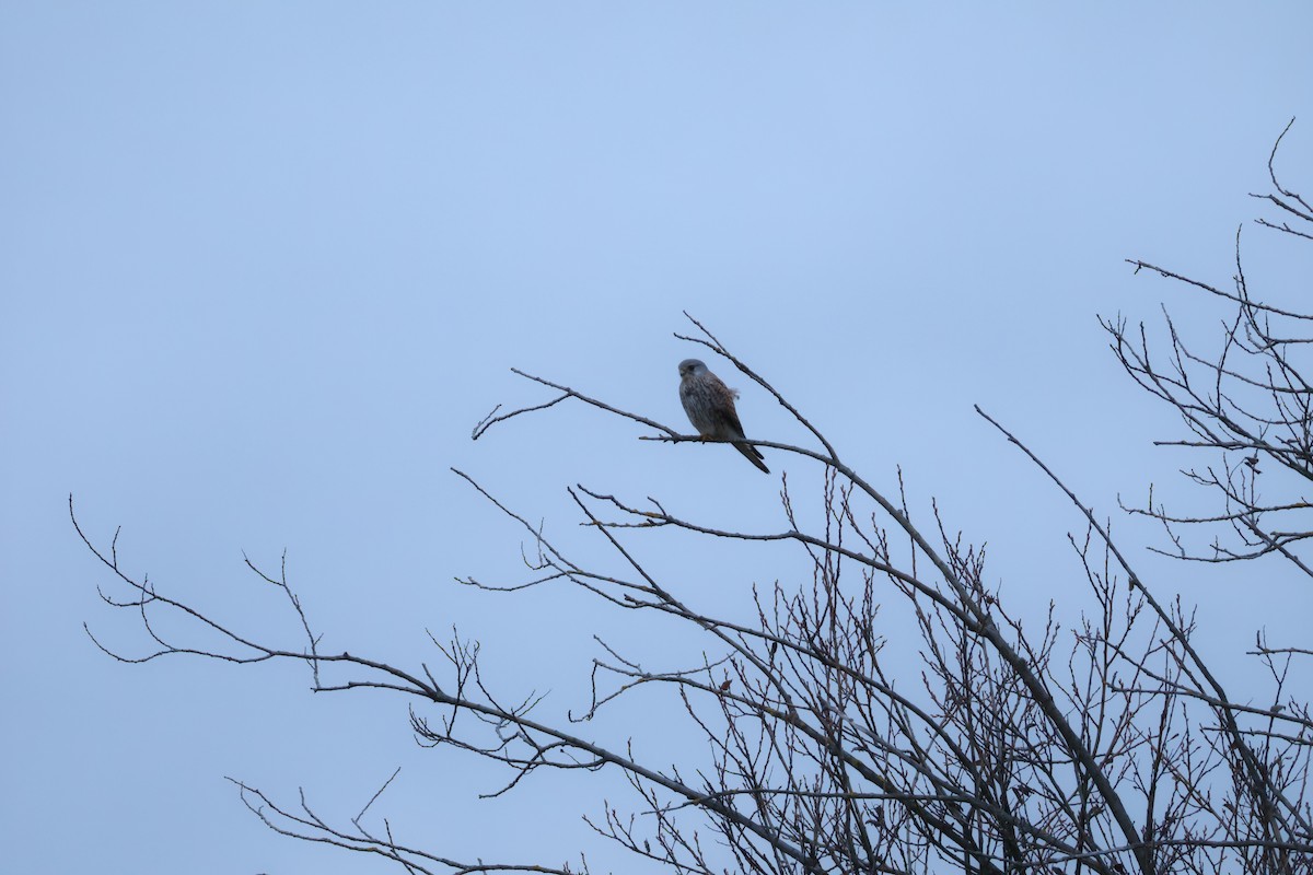 Gheppio - ML646594469