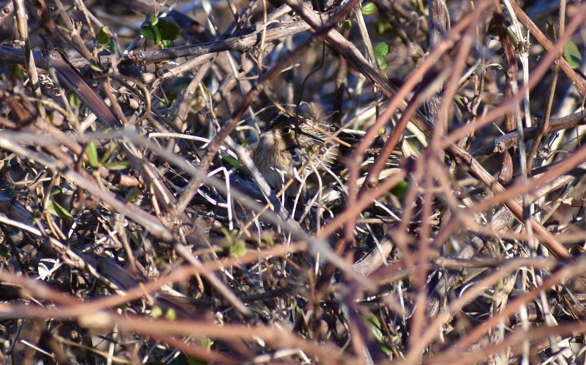 Grasshopper Sparrow - ML646594470