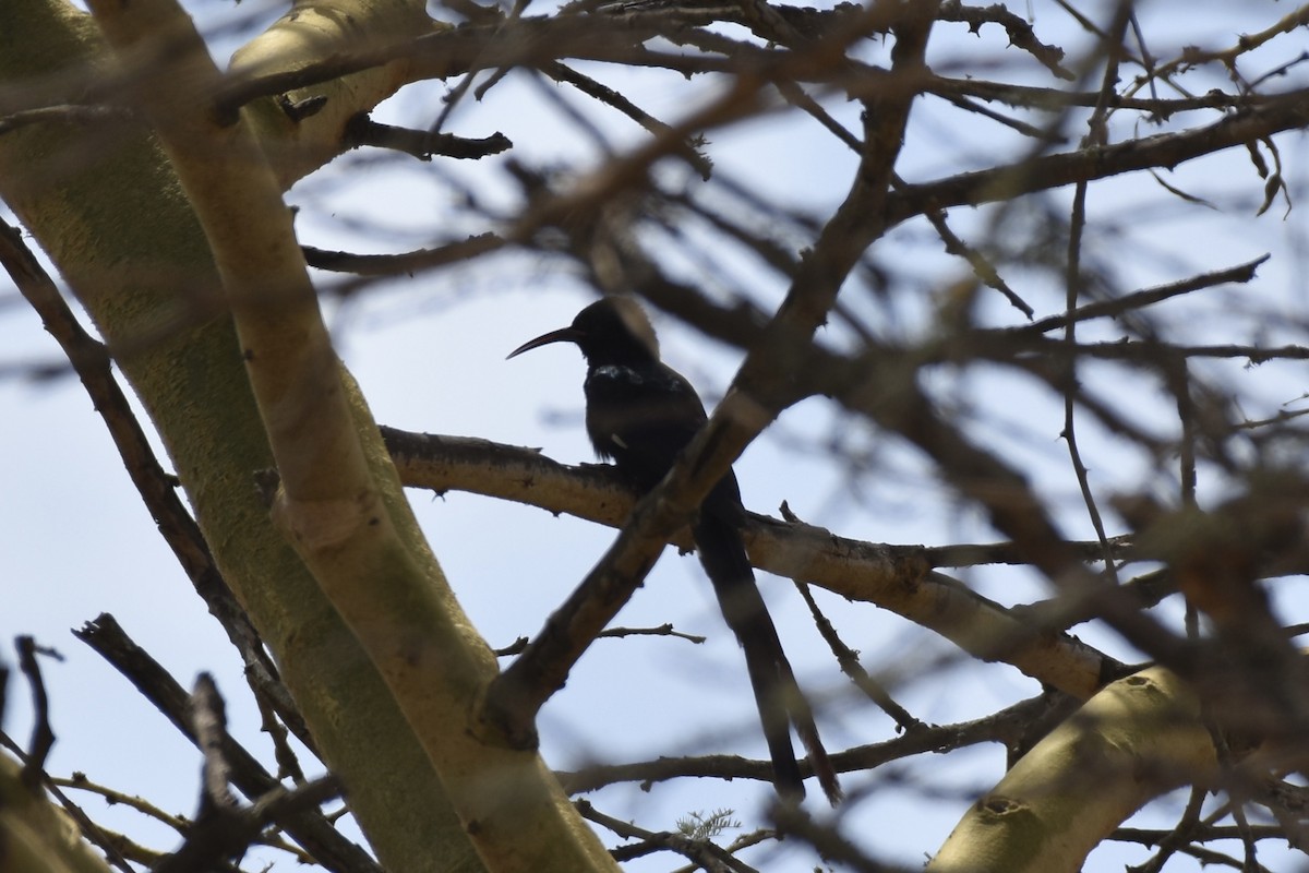 Violet Woodhoopoe - ML646594471