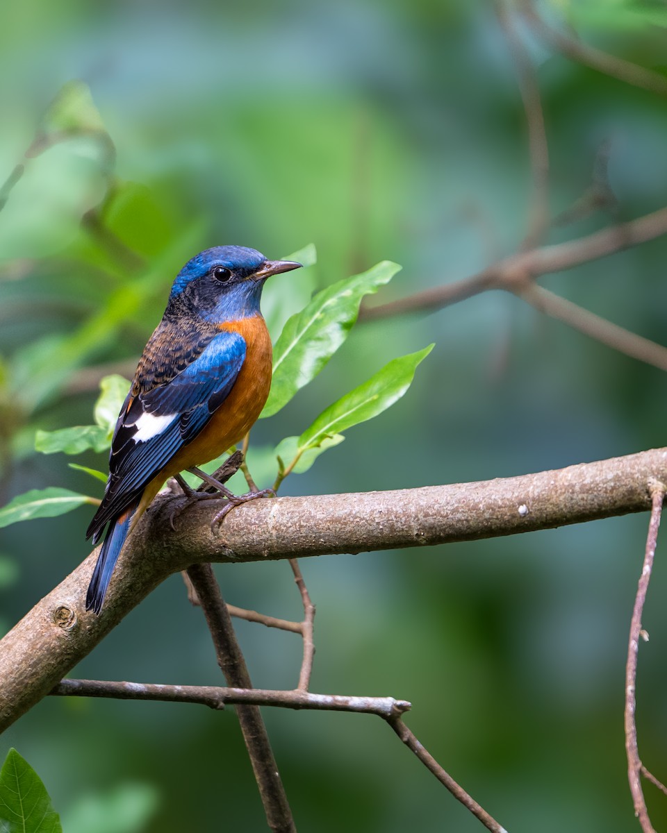 Blue-capped Rock-Thrush - ML646594472