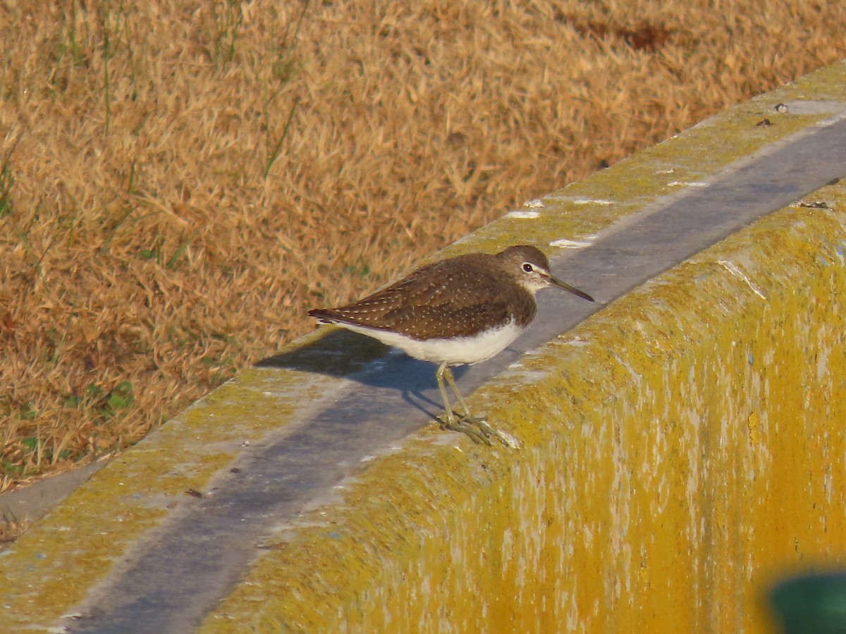 Green Sandpiper - ML646594473