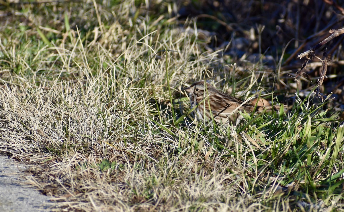 Song Sparrow - ML646594474