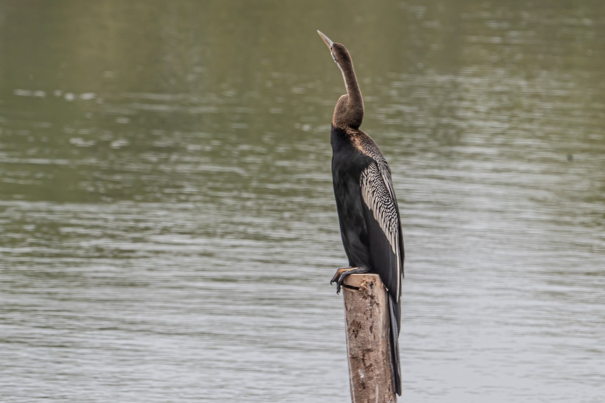 Азиатская змеешейка - ML646594475