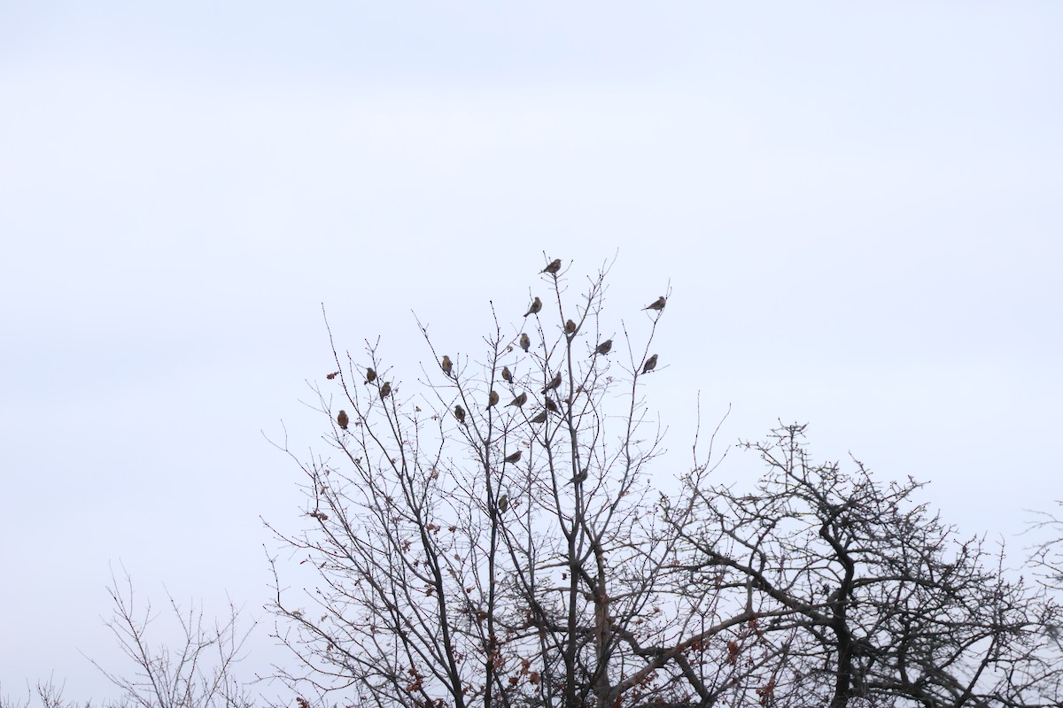 Cesena - ML646594476