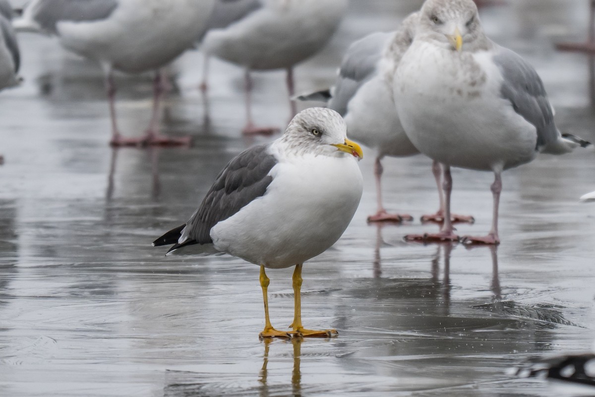 Мартин чорнокрилий - ML646594482