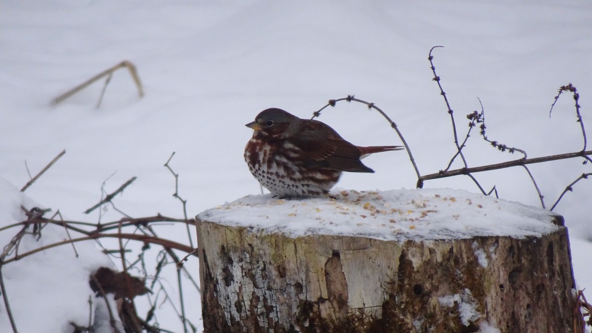 Fox Sparrow - ML646594486