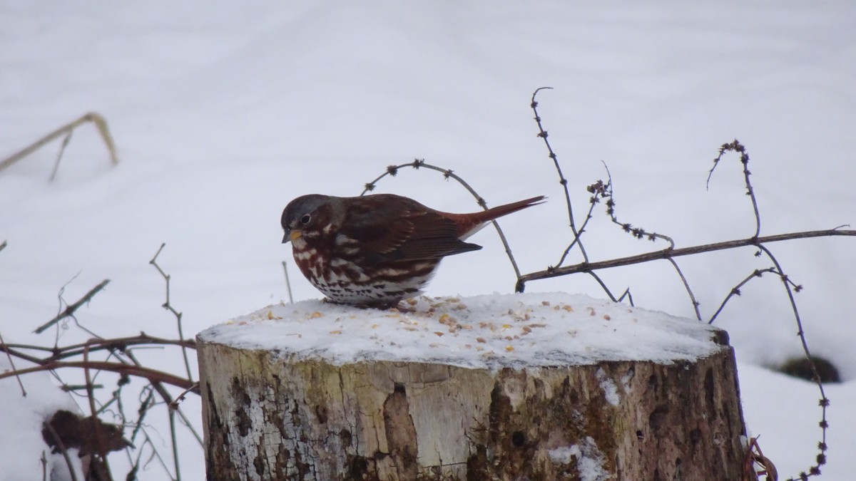 Fox Sparrow - ML646594487