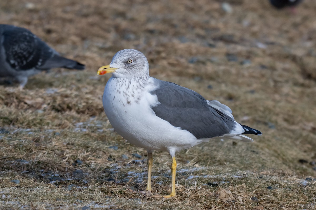 Мартин чорнокрилий - ML646594488