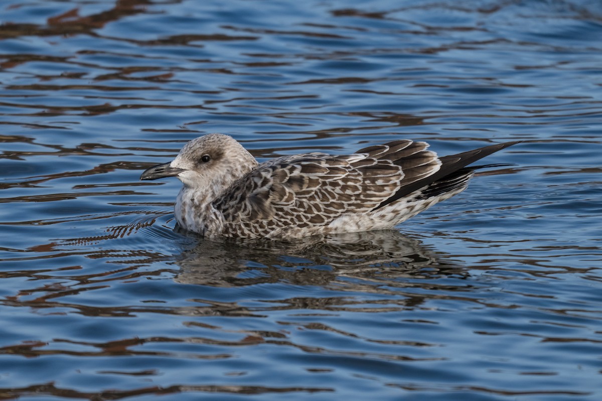 Мартин чорнокрилий - ML646594489