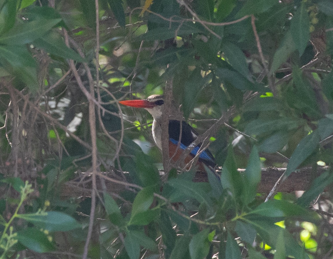 ledňáček šedohlavý - ML646594491