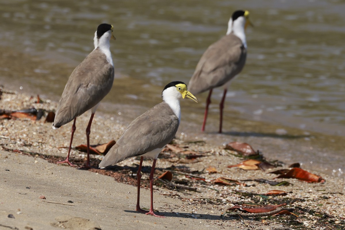 čejka australská - ML646594492