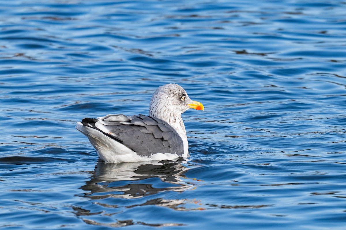 Мартин чорнокрилий - ML646594493