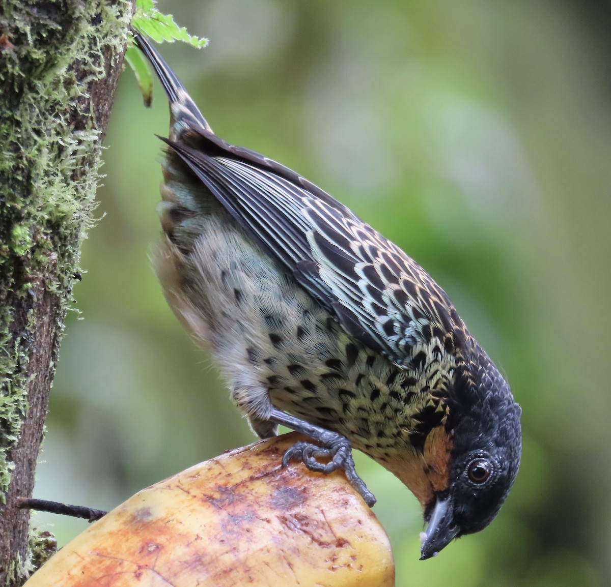 ノドアカフウキンチョウ - ML646594495