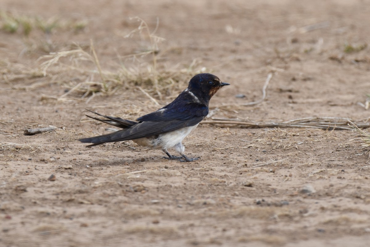 Barn Swallow - ML646594496