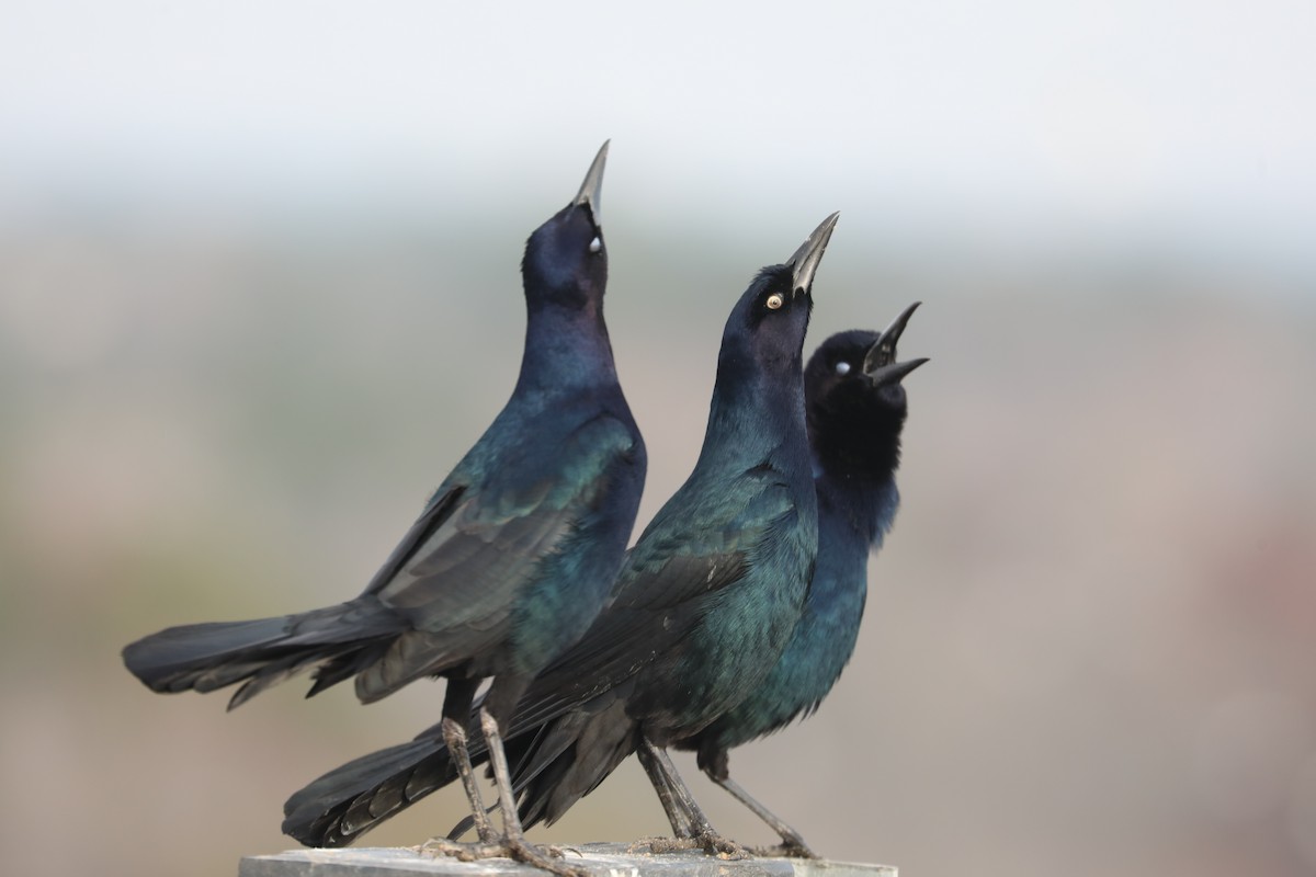 Гракл прибережний - ML646594501