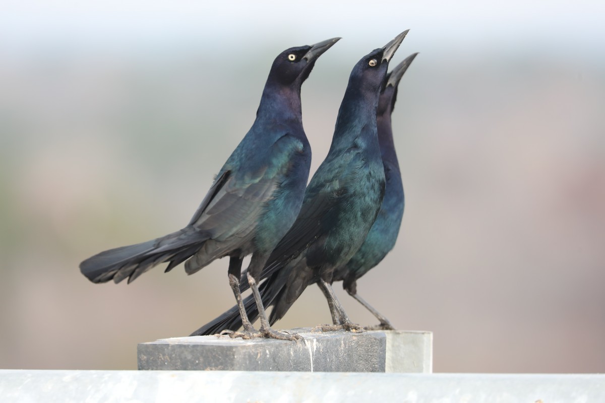 Гракл прибережний - ML646594502