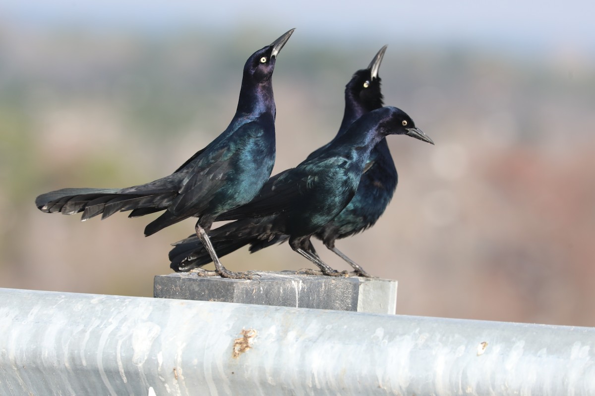 Гракл прибережний - ML646594503