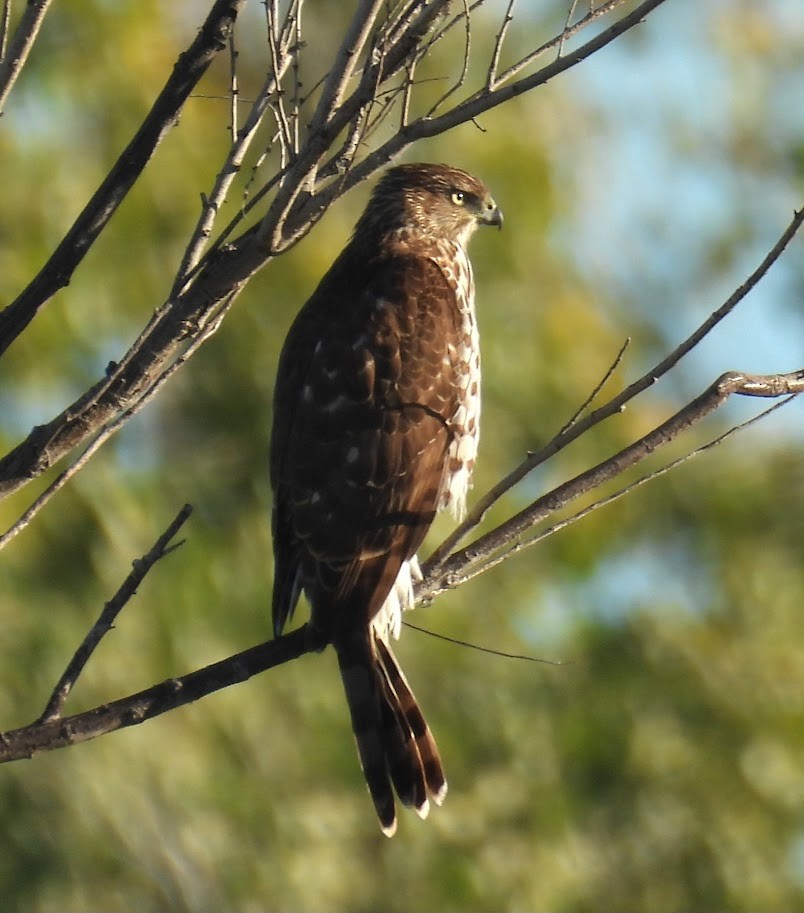 Cooper's Hawk - ML646594506