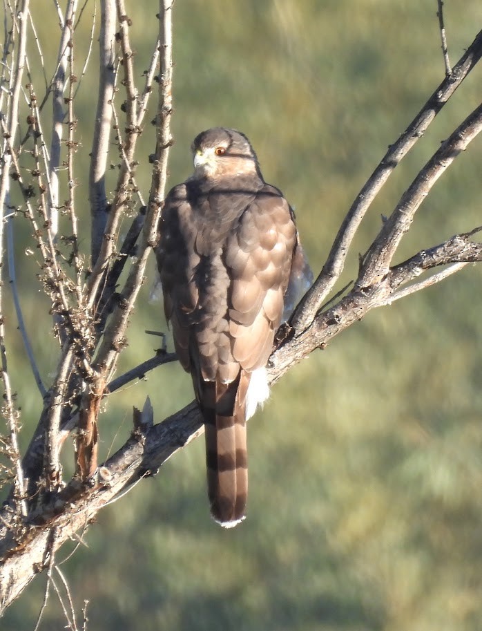 Cooper's Hawk - ML646594512