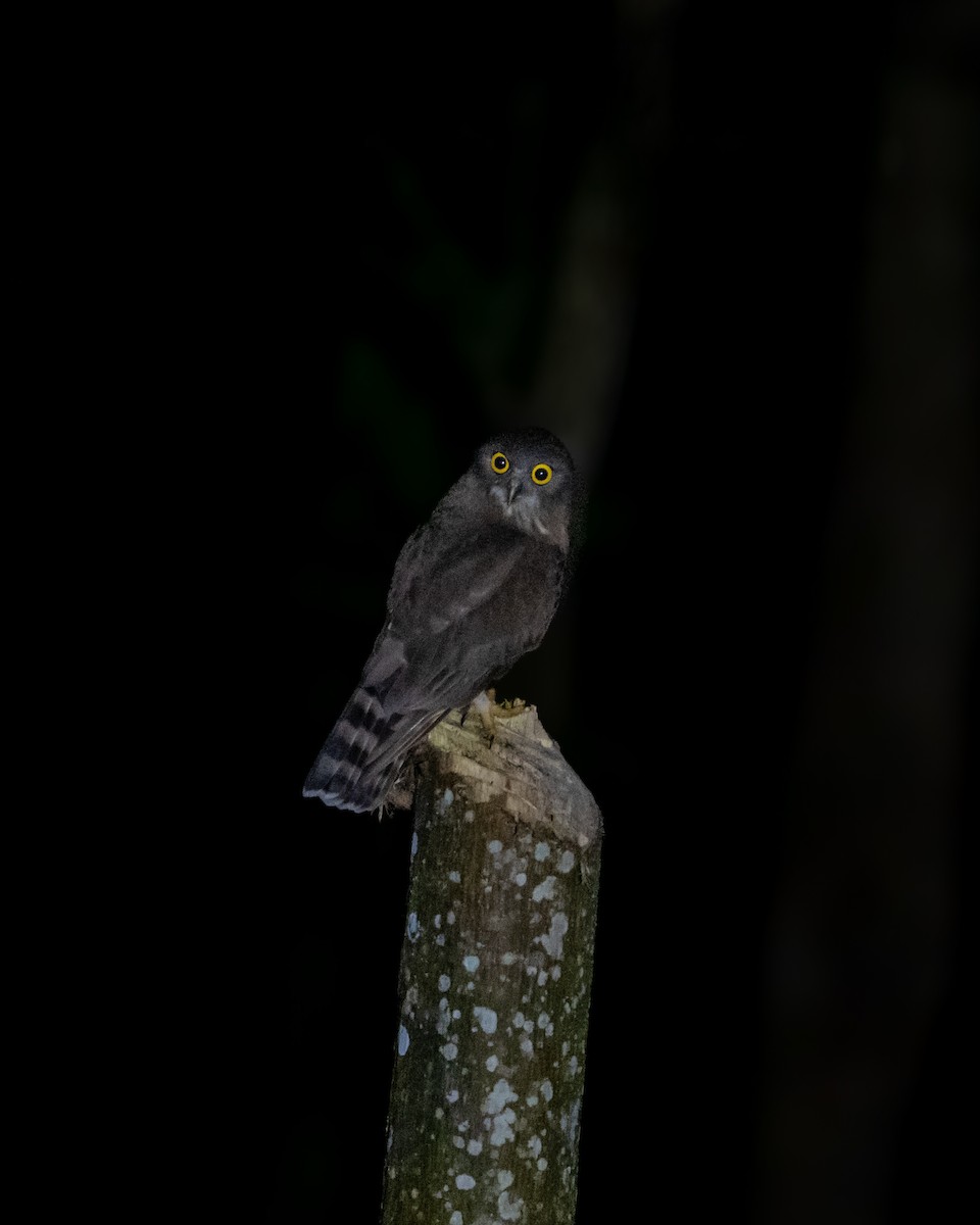 Brown Boobook - ML646594521