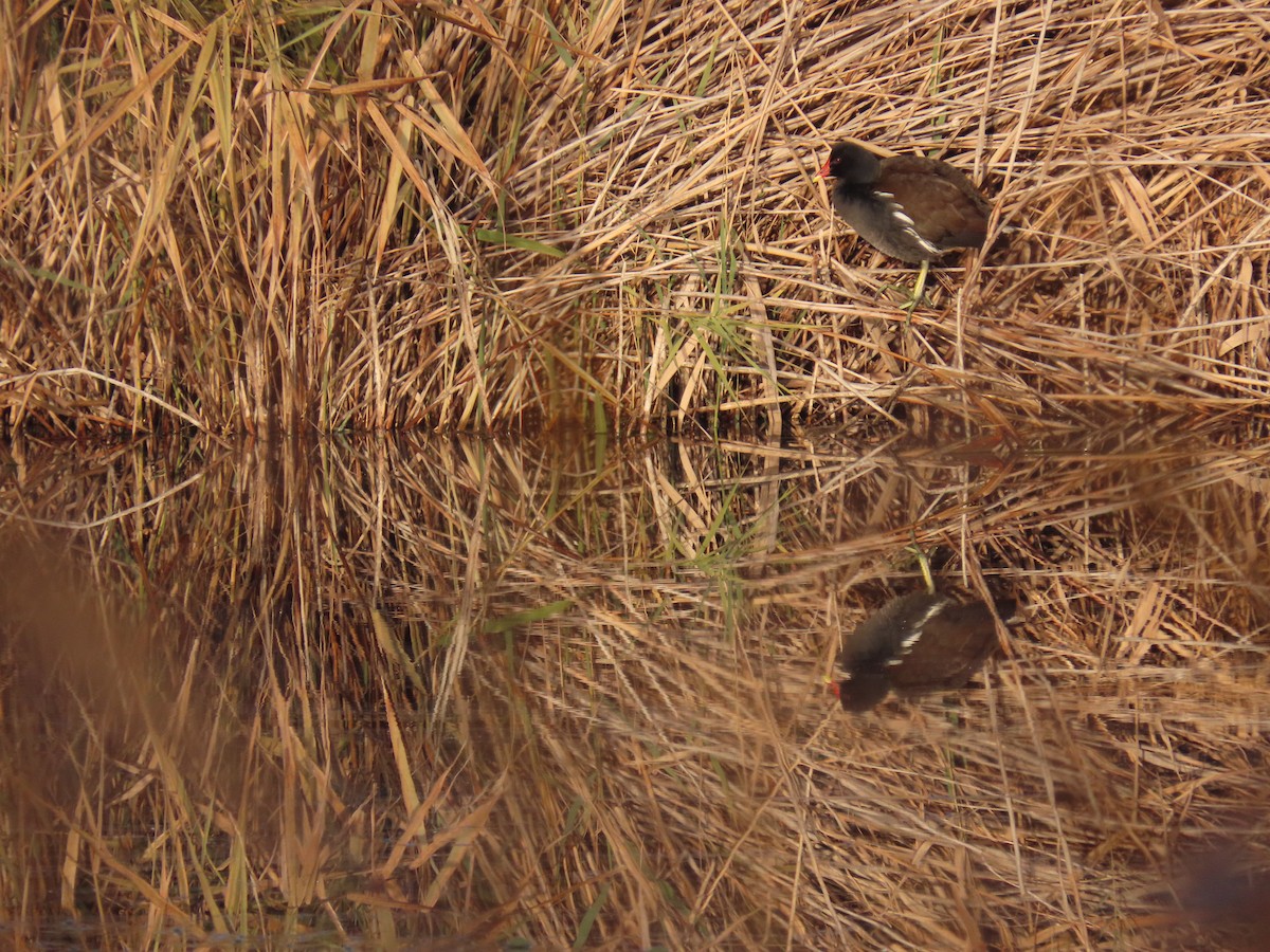 Eurasian Moorhen - ML646594523