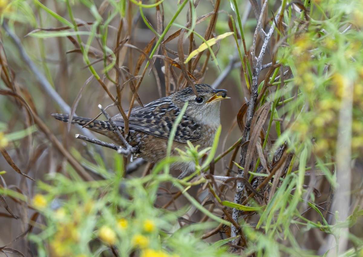 Sedge Wren - ML646594524