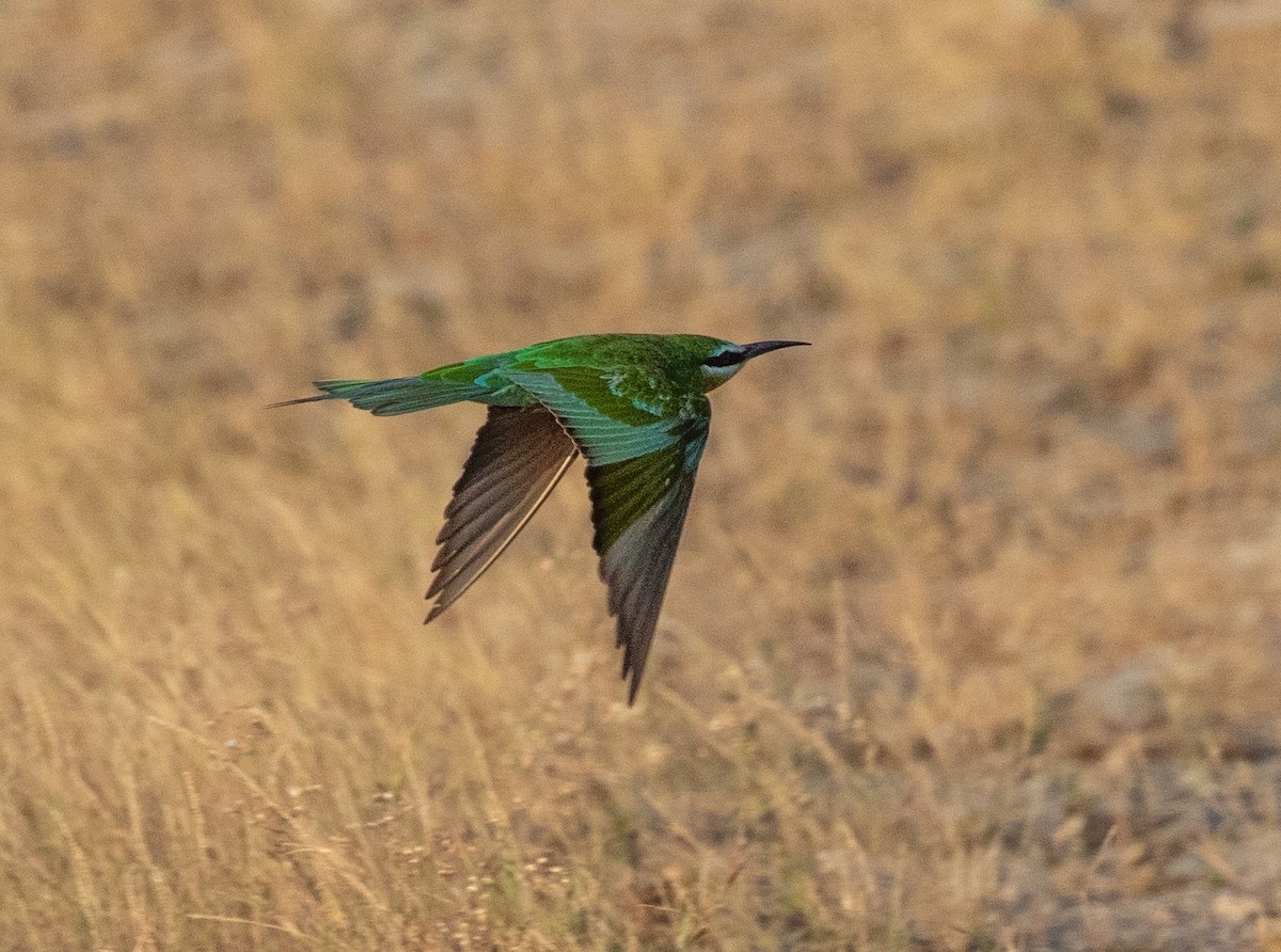 Blue-cheeked Bee-eater - ML646594526
