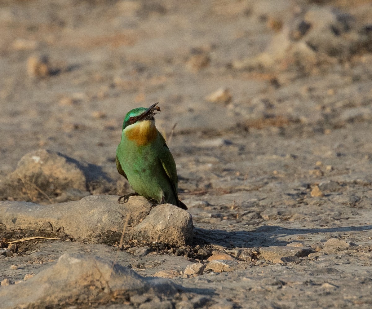 Blue-cheeked Bee-eater - ML646594527