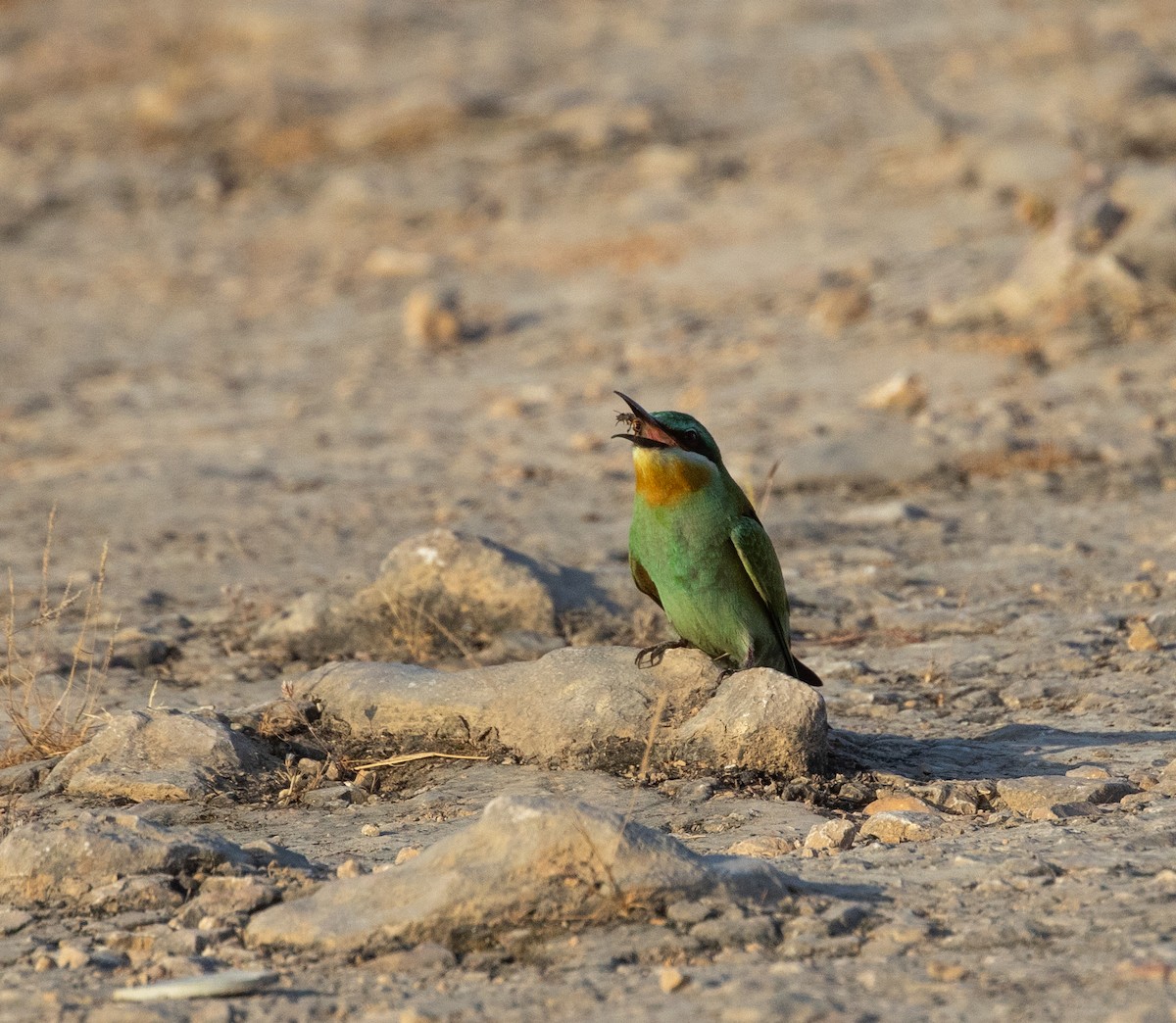Blue-cheeked Bee-eater - ML646594528