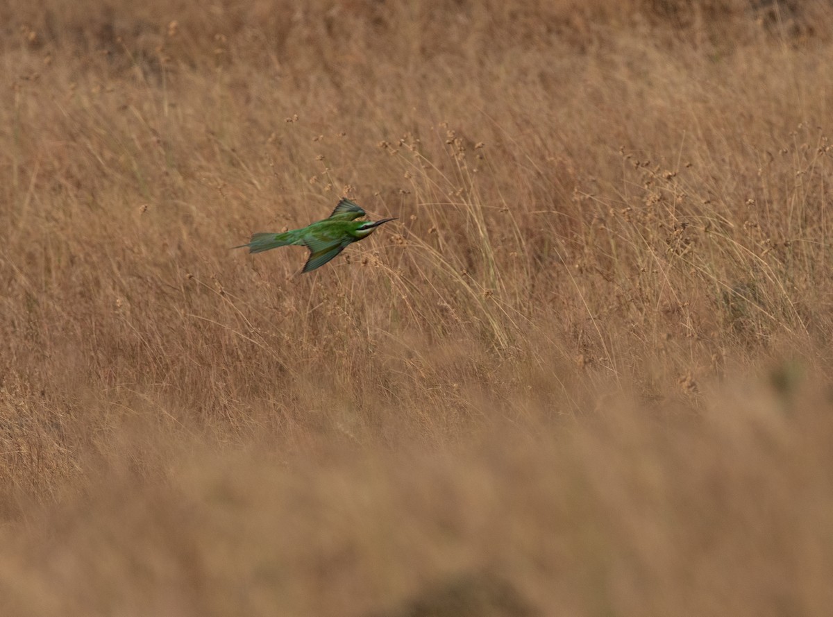 Blue-cheeked Bee-eater - ML646594529