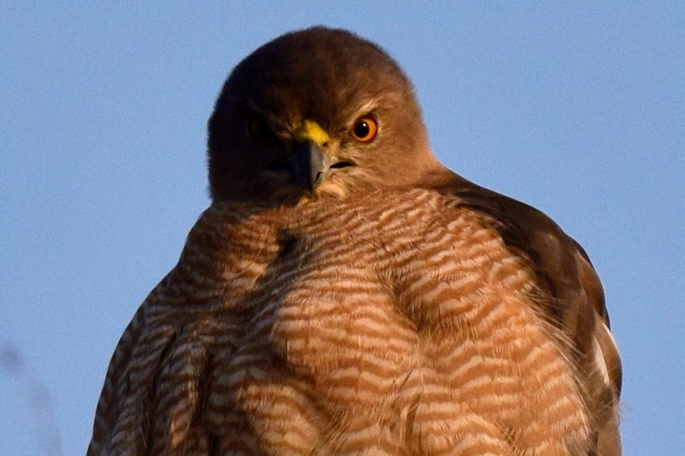 Shikra - ML646594530