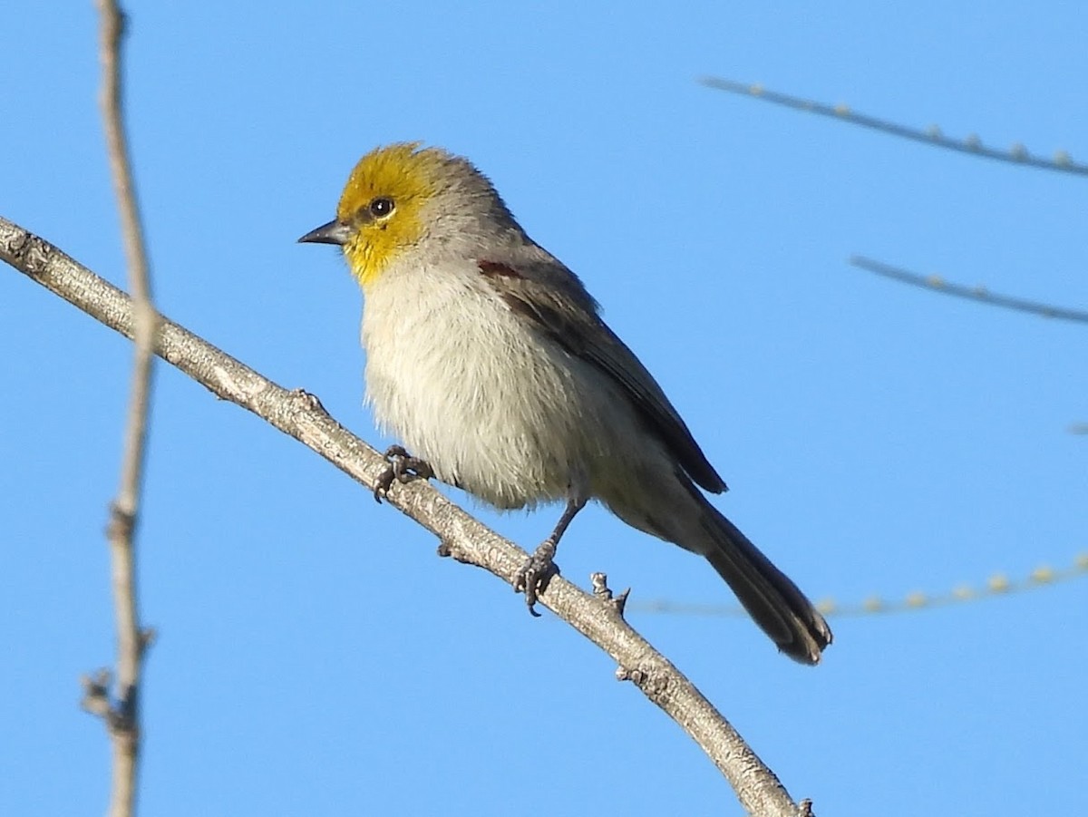 Verdin - ML646594531