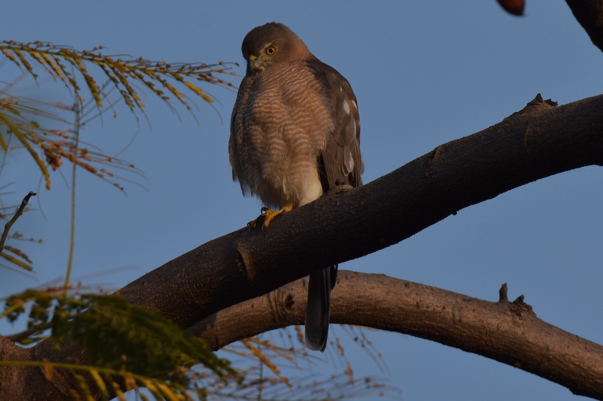 Shikra - ML646594532