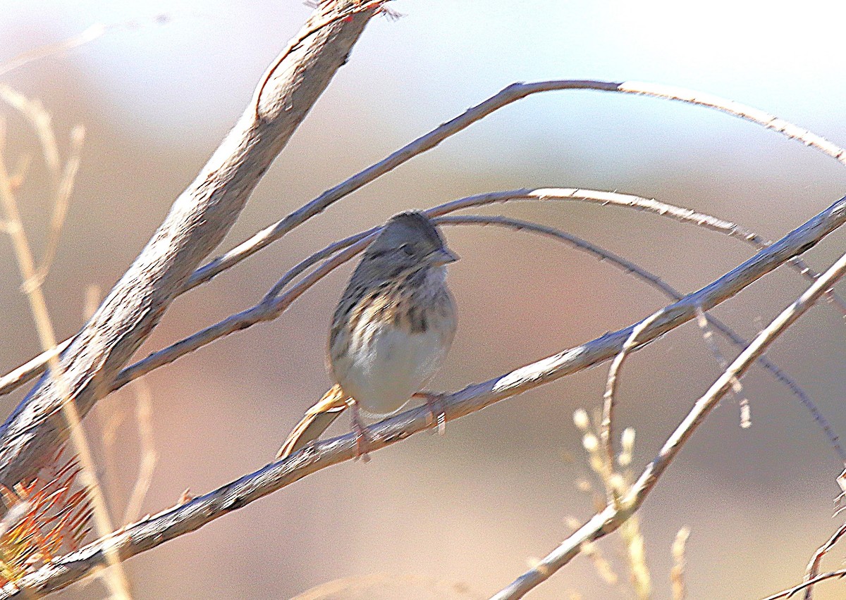 Lincoln's Sparrow - ML646594534