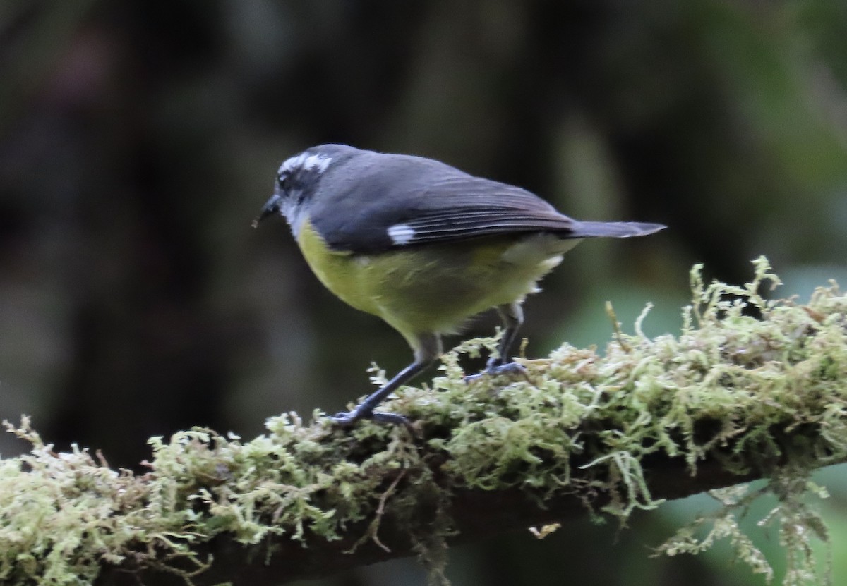 マミジロミツドリ - ML646594536