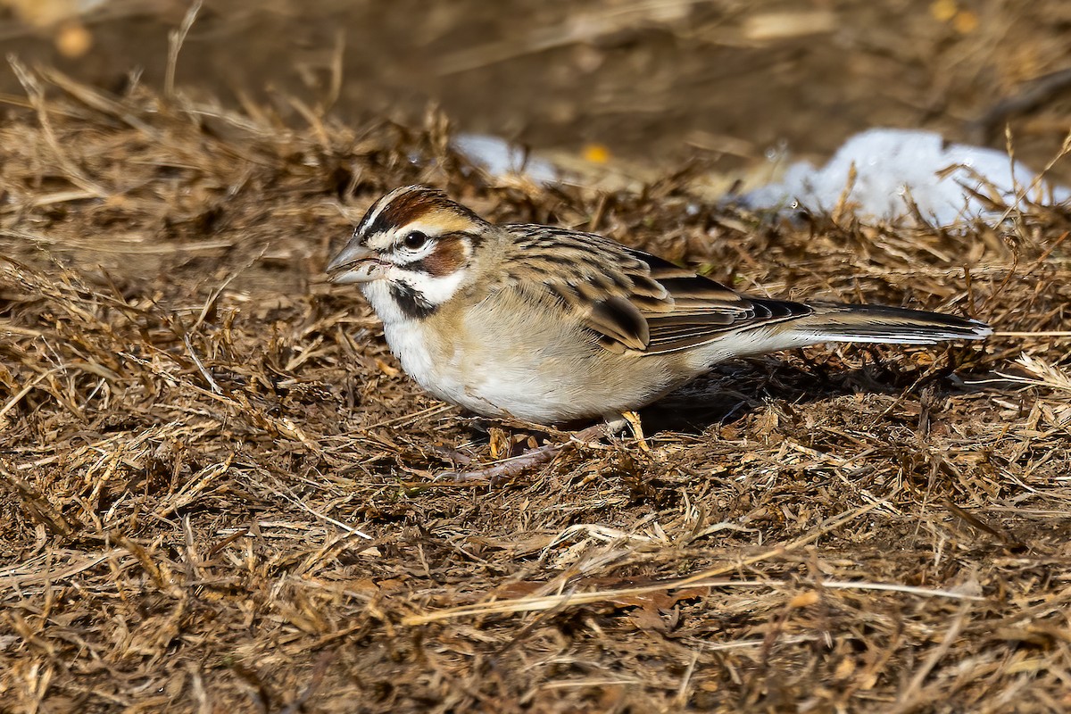 Bruant à joues marron - ML646594537