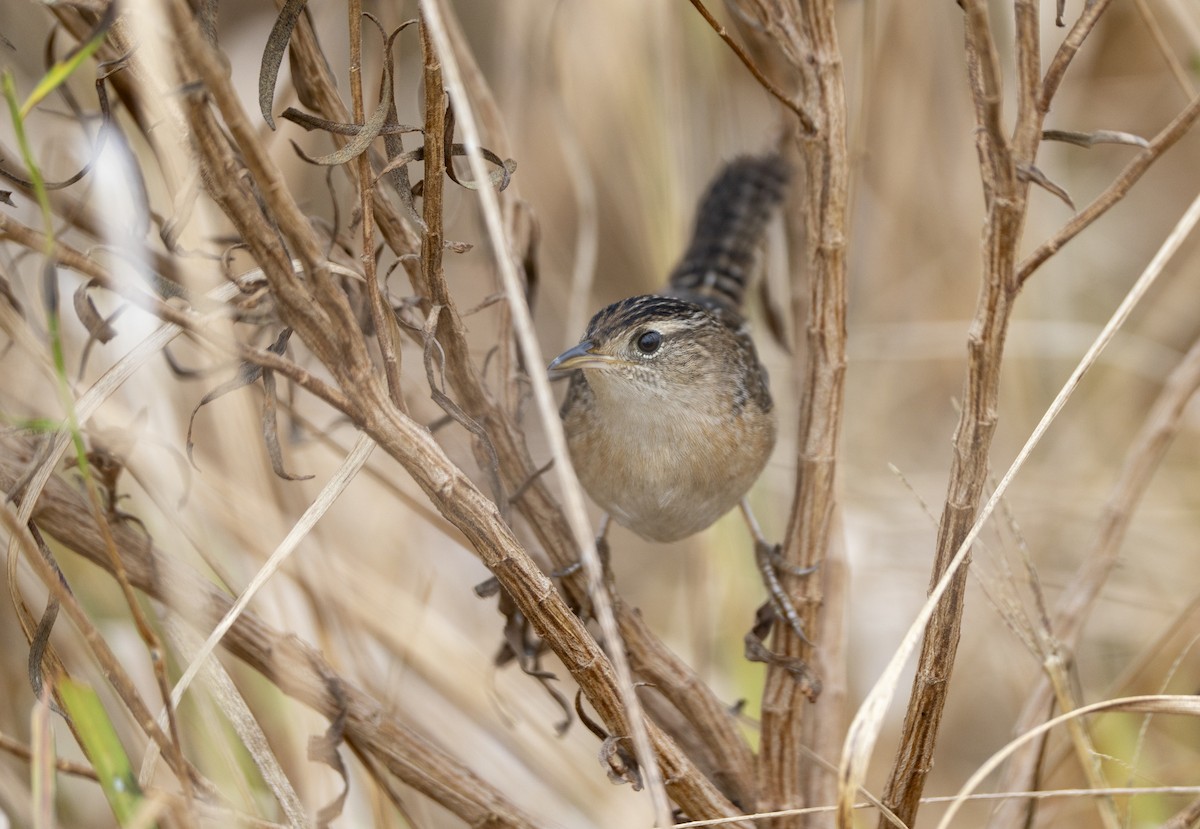Sedge Wren - ML646594539