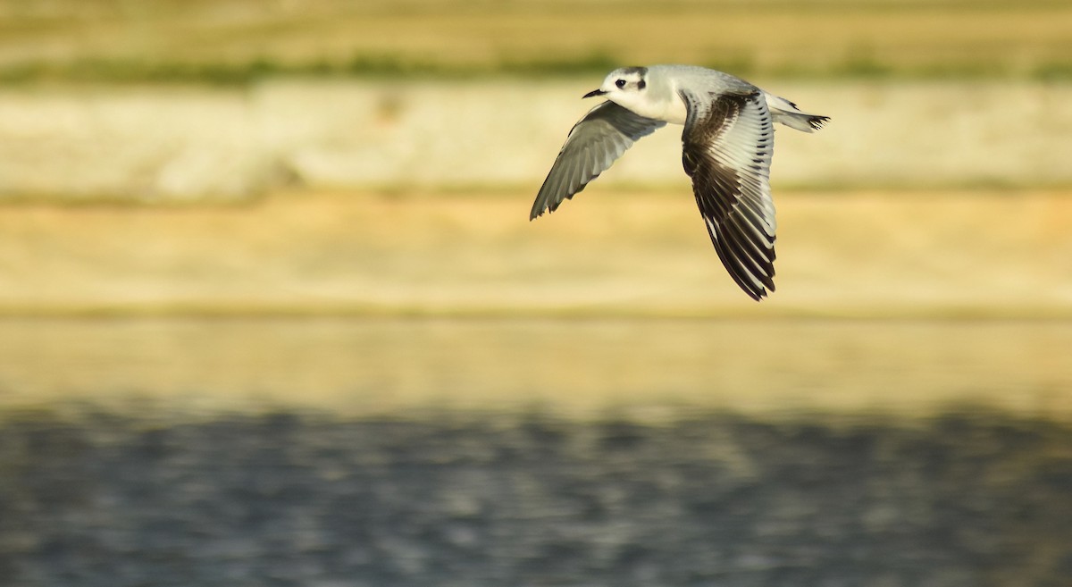 Little Gull - ML646594541
