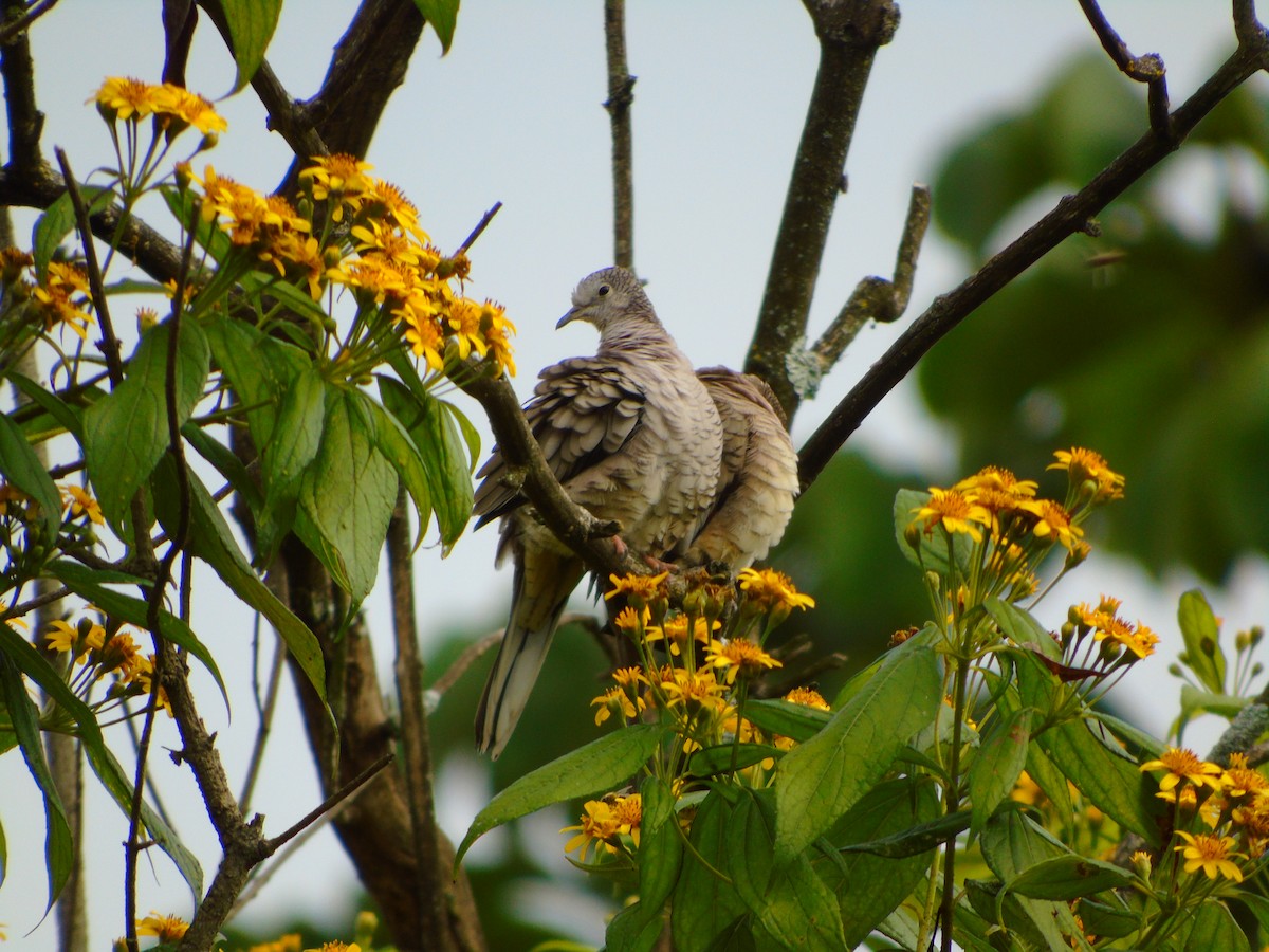 Inca Dove - ML646594544