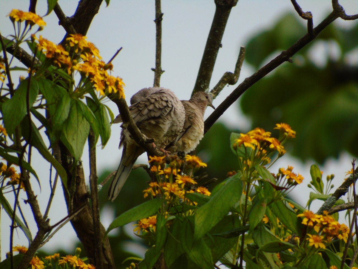 Inca Dove - ML646594545