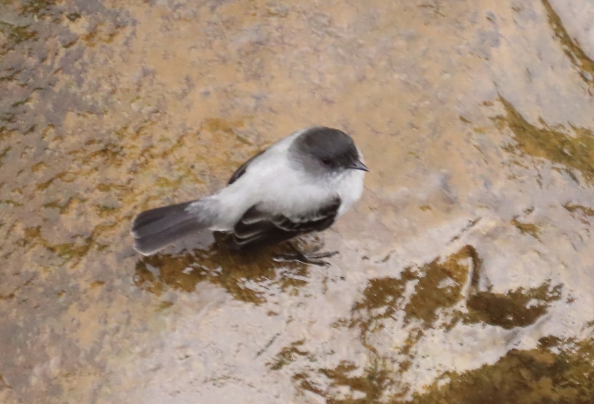 カトリタイランチョウ - ML646594547