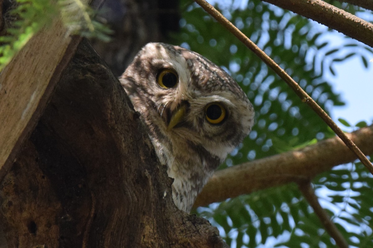 Spotted Owlet - ML646594548