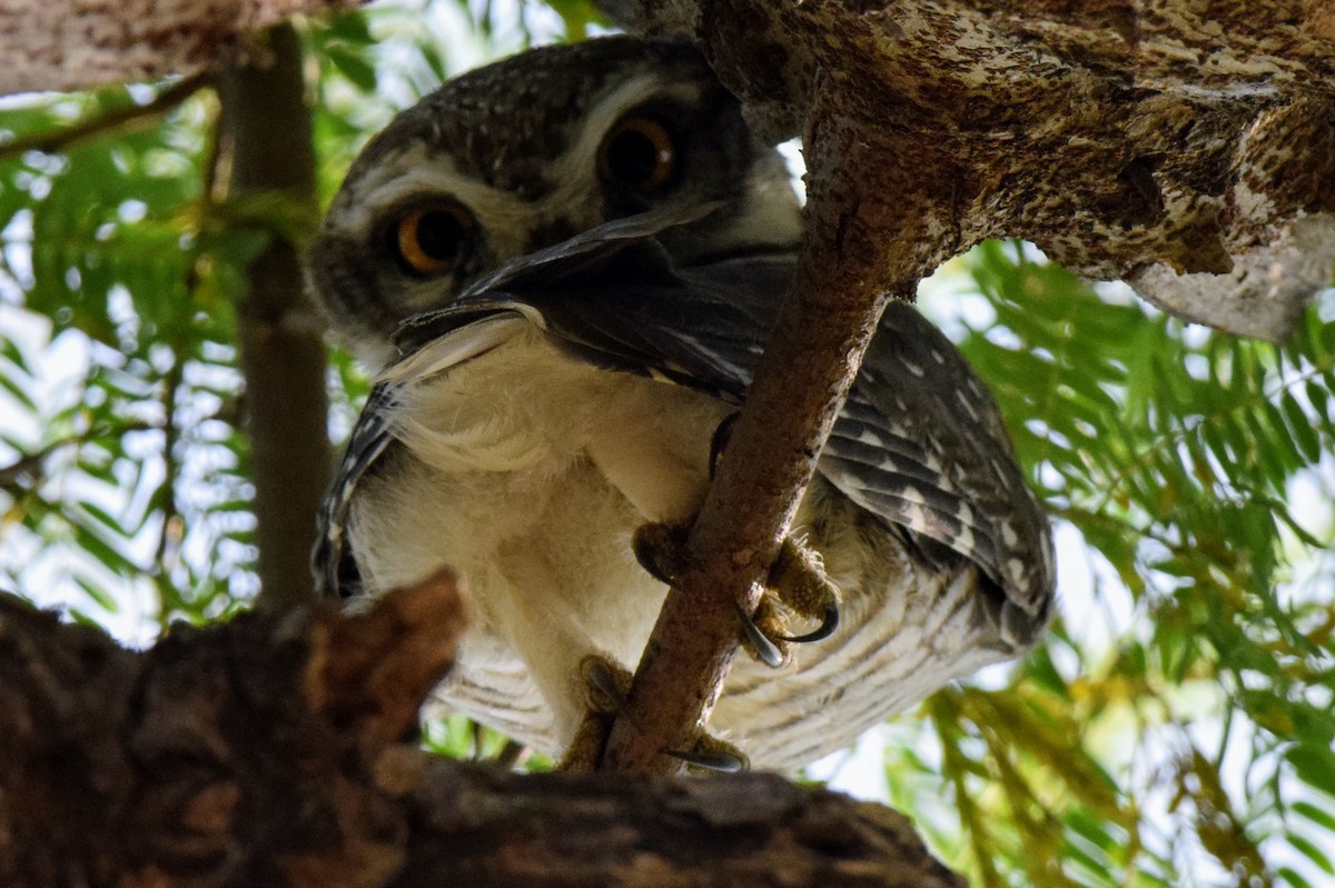 Spotted Owlet - ML646594549