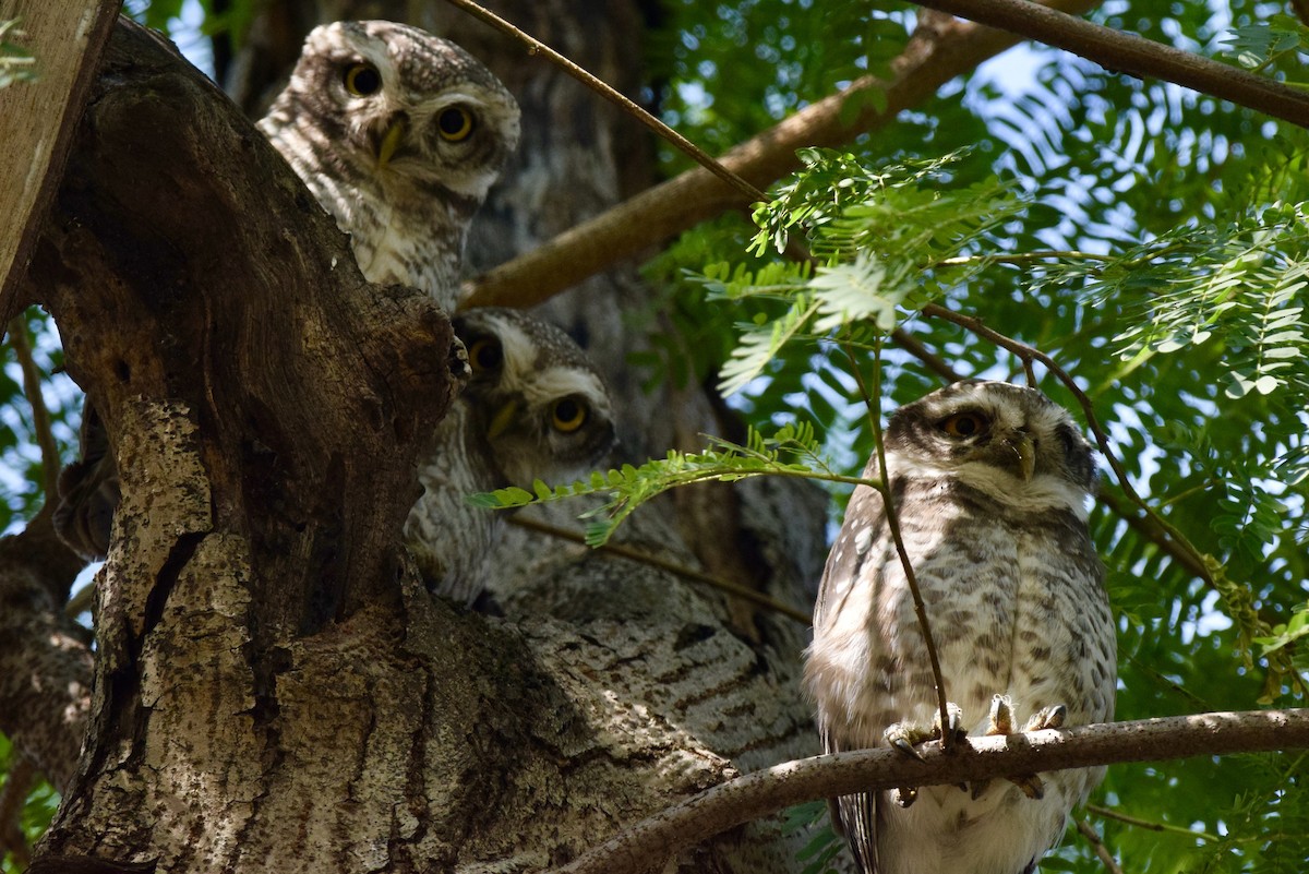 Spotted Owlet - ML646594550