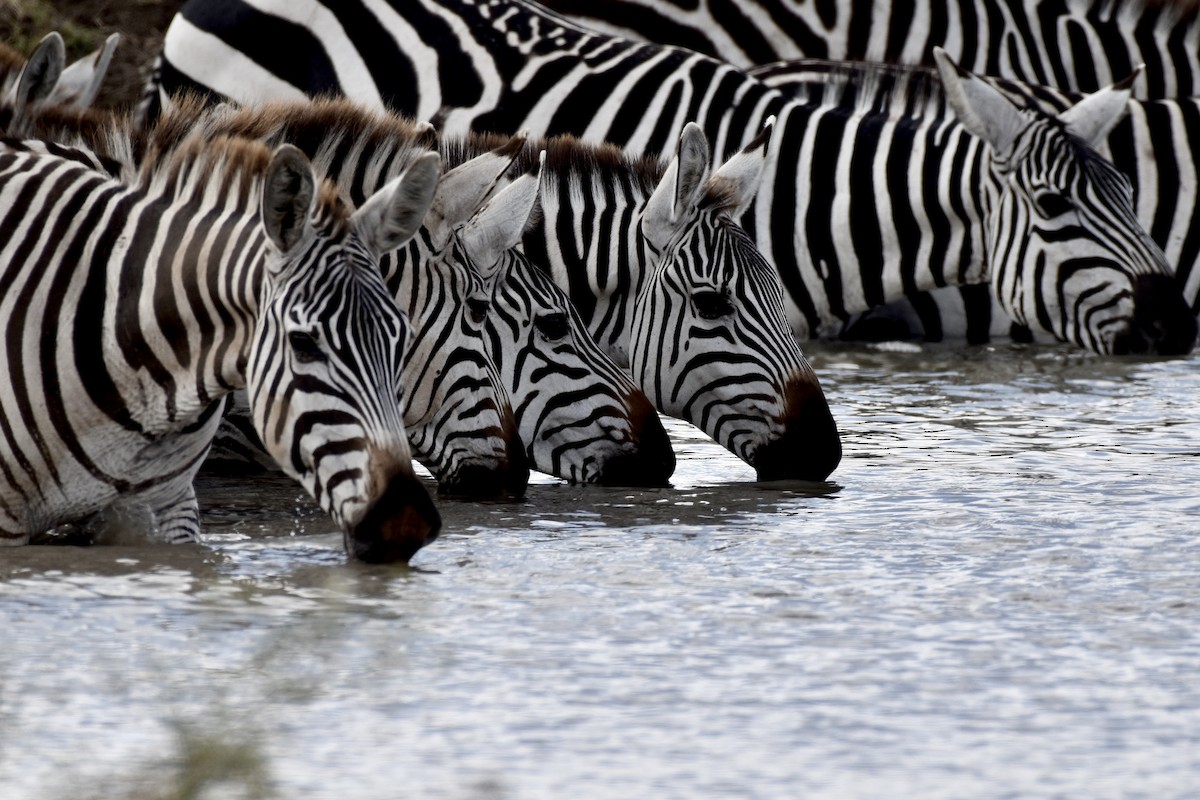 Plains Zebra - ML646594551