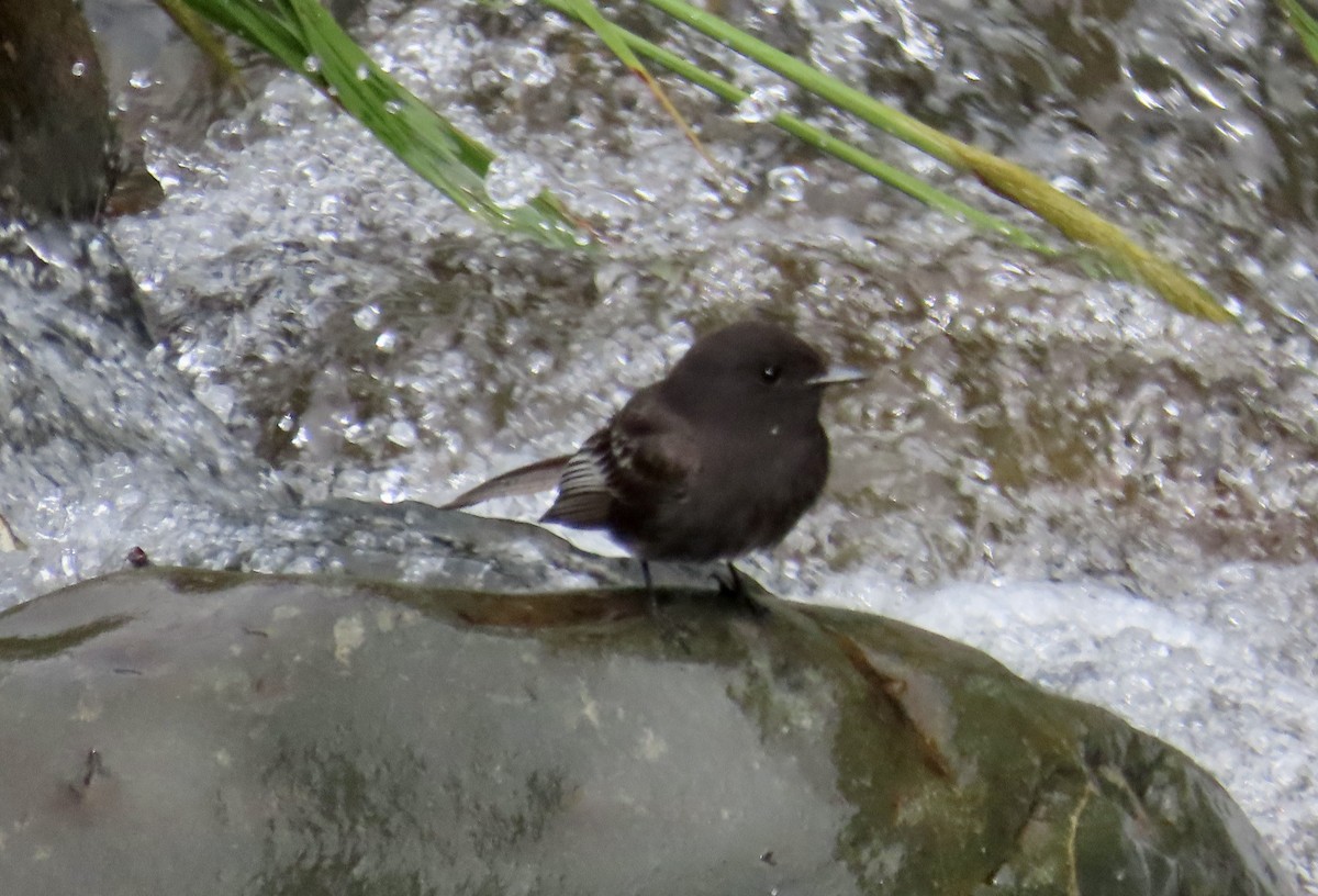 クロツキヒメハエトリ - ML646594562