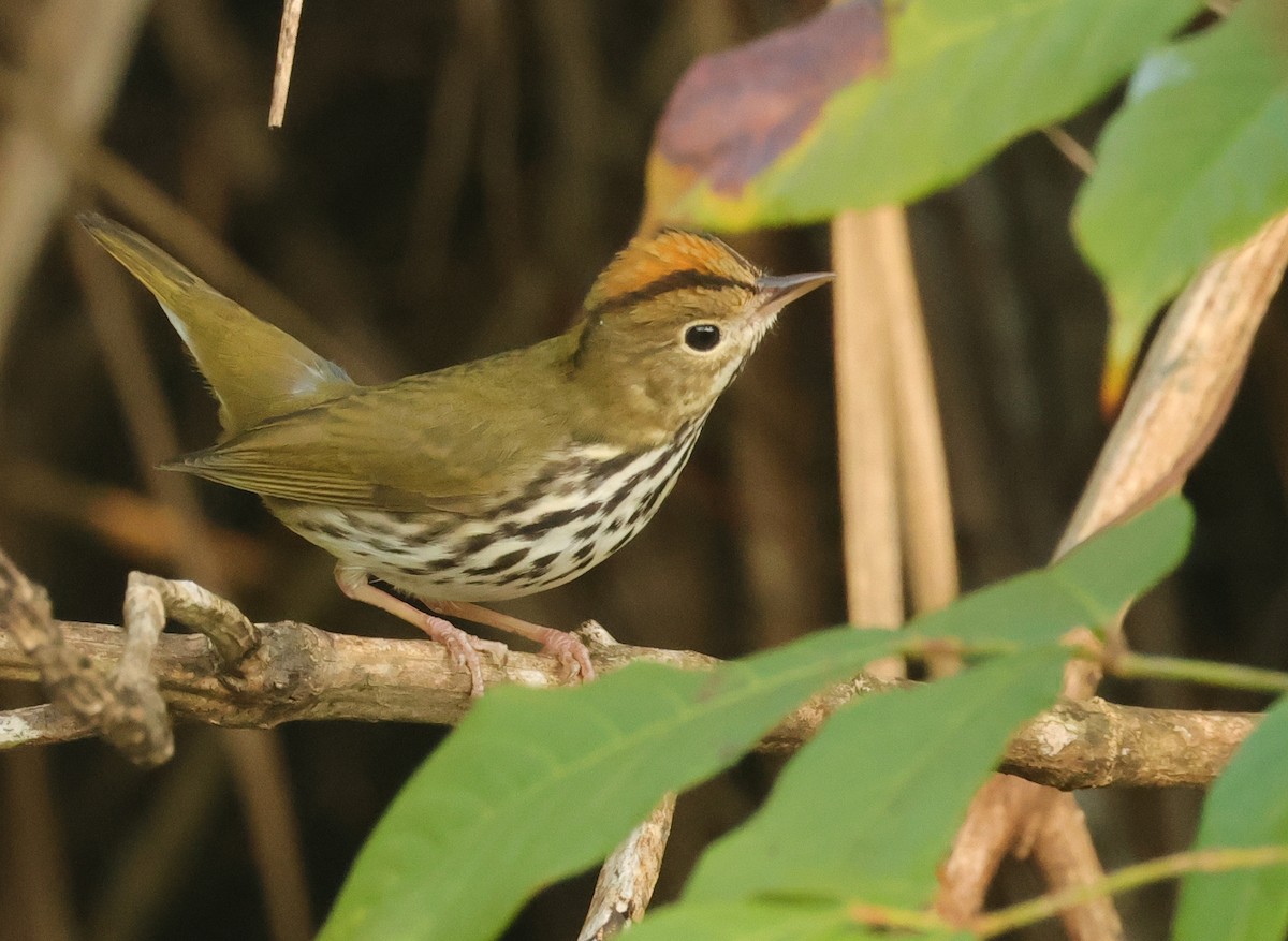Ovenbird - ML646594563