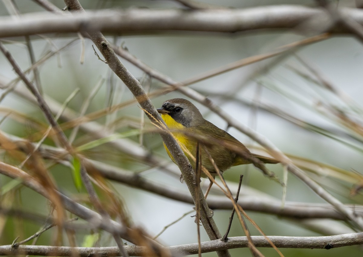 צהוב-גרון - ML646594573