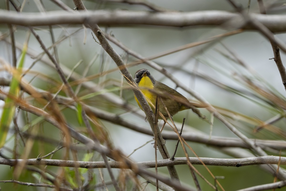 צהוב-גרון - ML646594574