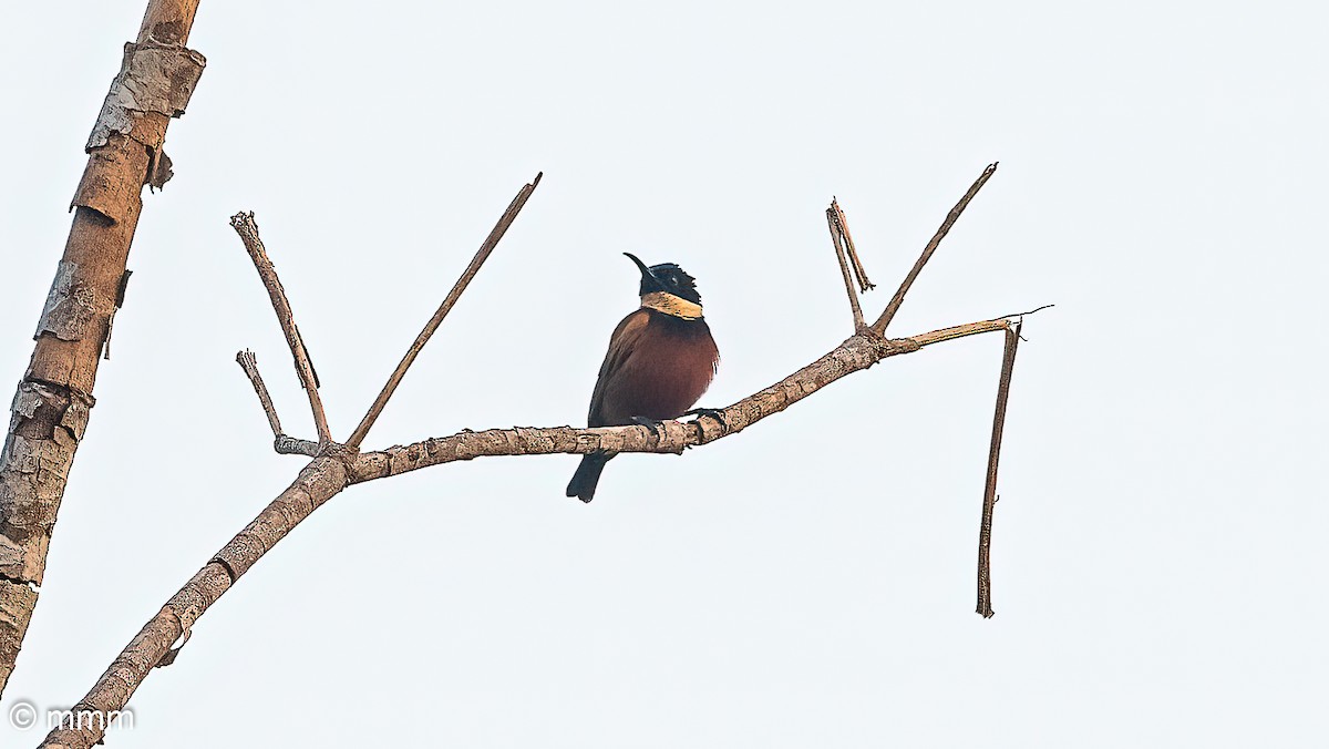 Buff-throated Sunbird - ML646594575
